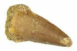 Small Fossil Mosasaur Teeth (3/4" to 1 1/4") - Photo 3